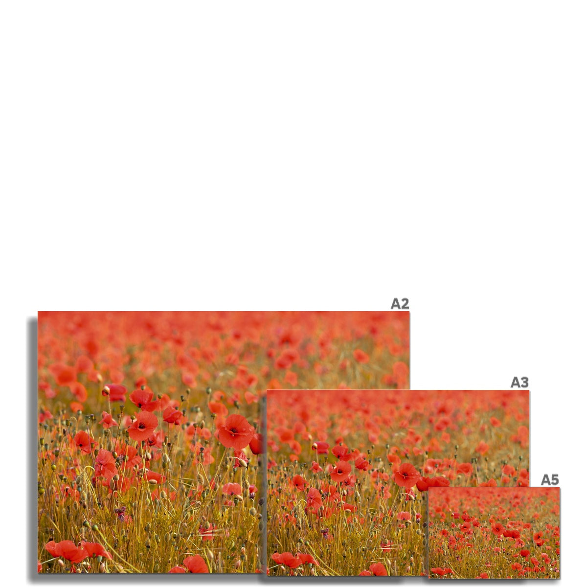 Poppyfield Hahnemühle Photo Rag Print