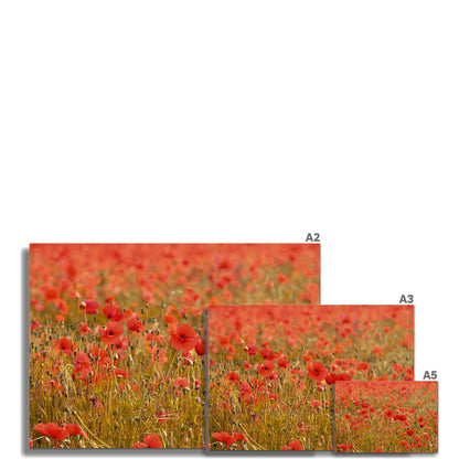 Poppyfield Hahnemühle Photo Rag Print